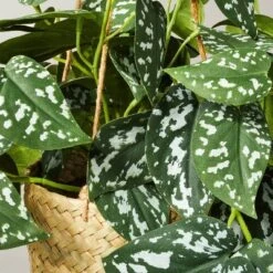 12" Faux Variegated Pothos Hanging Plant - Hearth & Hand™ With Magnolia 3 12" Faux Variegated Pothos Hanging Plant - Hearth & Hand™ With Magnolia -Hearth & Hand With Magnolia GUEST 1439ce03 da52 4d15 a705 d30ed73dfa17